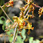 Cowhorn orchid