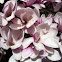 Pink magnolia