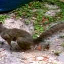 Eastern Gray Squirrel