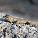 Western Fence Lizard