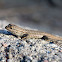 Western Fence Lizard
