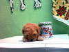 Vendo French Poodle Tacita  Y French Mini Toy