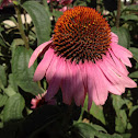 Purple cone flower