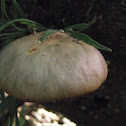 Unknown fungi
