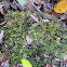 Braided Liverwort