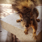 Squirrel