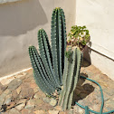Unknown Cactus