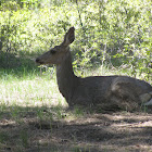 Mule Deer