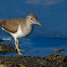 Common Sandpiper