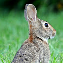 Eastern Cottontail