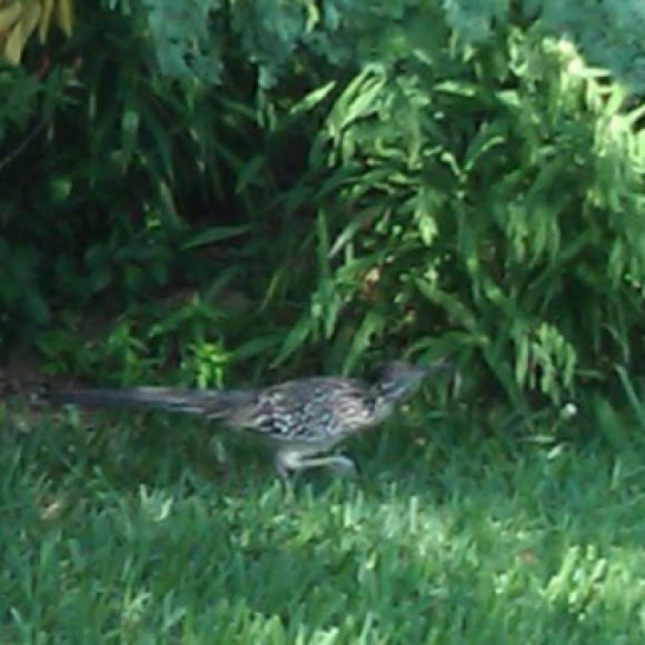 Spotting Image 1