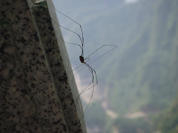 Spotting Image 1