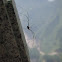 Opiliones