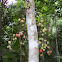 Cluster Fig