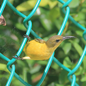 Olive-backed Sunbird