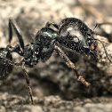 Ant
