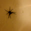 Dock Spider