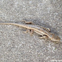 Eastern Fence Lizard