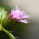 Thistle