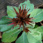 Leadwort seed pod.