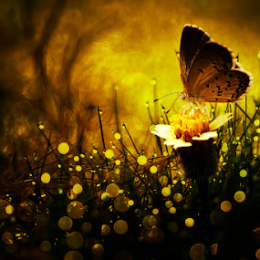 Into The Dark of Heaven by Donald Jusa - Digital Art Things ( butterfly, animals, arts, mood, insects, digital )