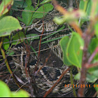 Eastern diamondback rattlesnake