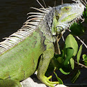 green iguana