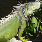 green iguana