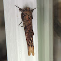 Morning-glory Prominent