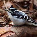 Downy Woodpecker (female)