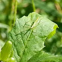 Assassin Bug Nymph