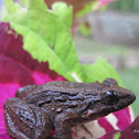 Frog