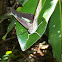 Two-spotted prepona
