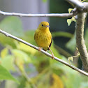 Yellow warbler
