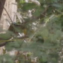 Momoto cejiturquesa