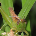 Grasshopper