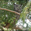 Greyish Eagle Owl