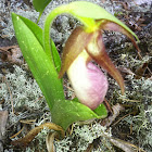 Moccasin flower 