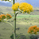 Agave