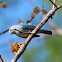 Blue-gray tananger