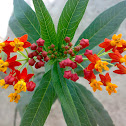 Mexican Butterfly Weed ( Blood-flower )