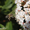 Western or European Honey Bee