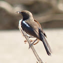 Indian Robin