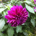 Purple Dahlia