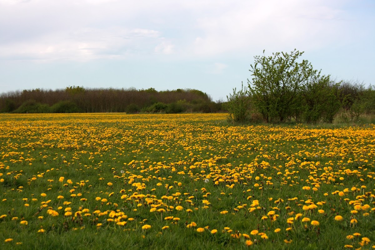 Paardebloem (Taraxacum officinalis)