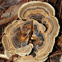 Turkey Tails