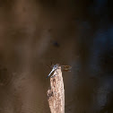 Blue skimmer