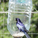 Shiny cowbird