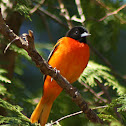 Baltimore Oriole