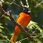 Baltimore Oriole